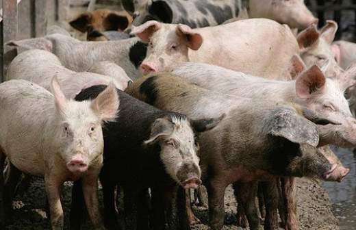 Подмосковье закроют кордонами от сибирской язвы и бешенства