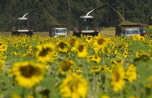 Сельхозземли запретят брать в краткосрочную аренду 