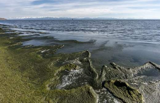 Ученые выявили пять видов водоросли спирогиры, угрожающей Байкалу