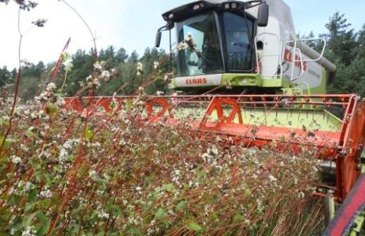 Россия начала поставлять гречку в Австрию и Бельгию