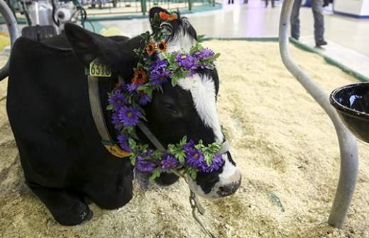 Заемщики повели в банки коров
