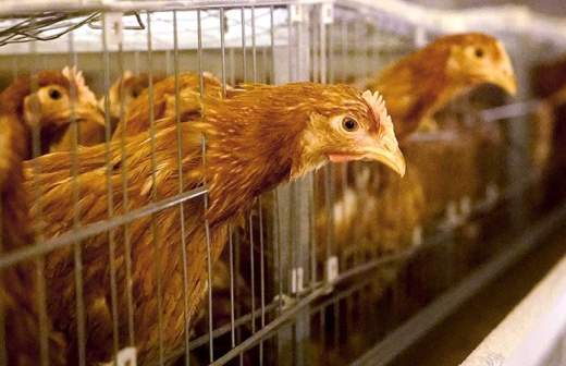 Россия запретила ввоз птиц и яиц из Великобритании, Словакии и Чехии