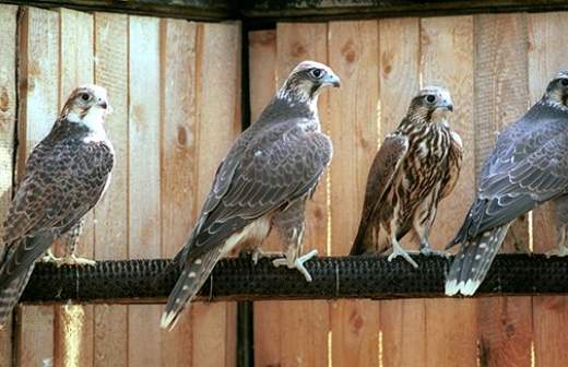 Браконьеры с Ближнего Востока охотятся на хакасских соколов