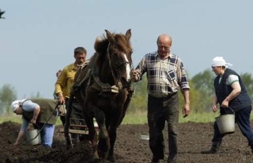 Финны вложились в российский картофель