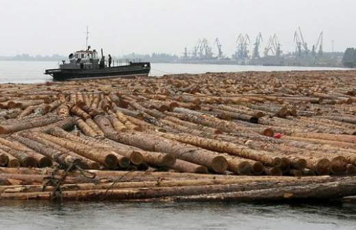 Правительство аннулирует вывозные пошлины на древесину и драгметаллы