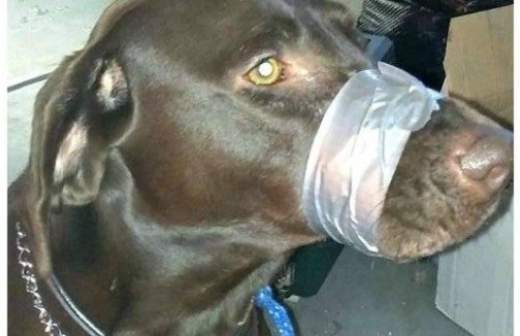 150 дней тюрьмы за скотч на собаке