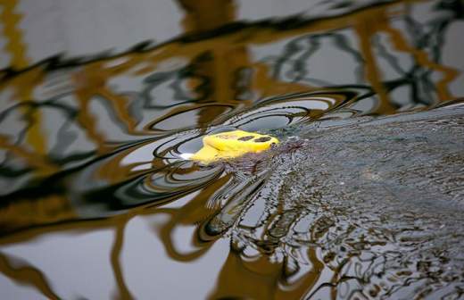 МЧС объявило о закупке зимних дронов-амфибий