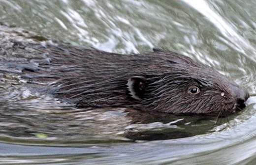 Калининградский губернатор объявил бобров вредными животными