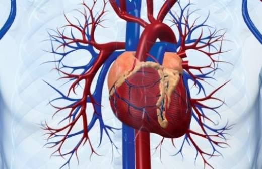 Напечатать щитовидную железу