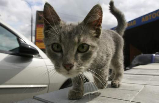 В России стало на 30% меньше бешеных котов