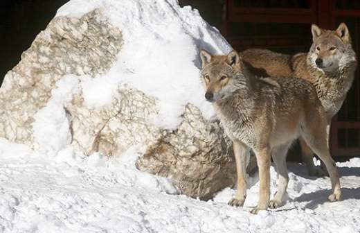 Бренд «Тамбовский волк» признали народным достоянием