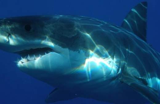 Охотиться на акулу-людоеда предлагают с вертолета