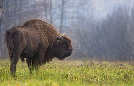 Заповедники могут потерять часть своих территорий