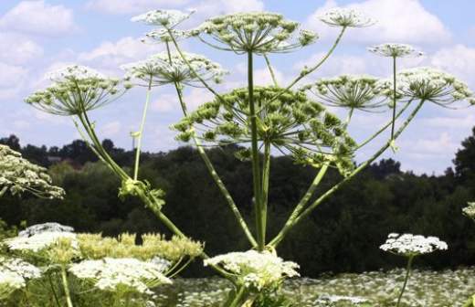 На борьбу с борщевиком бросят гусениц