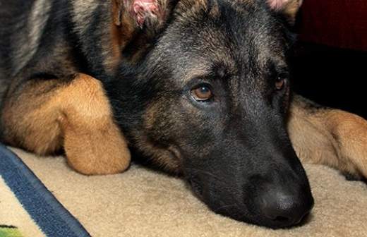 На Алтае собака спасла замерзающего двухлетнего ребенка