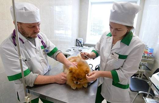 Животные в России получат ID