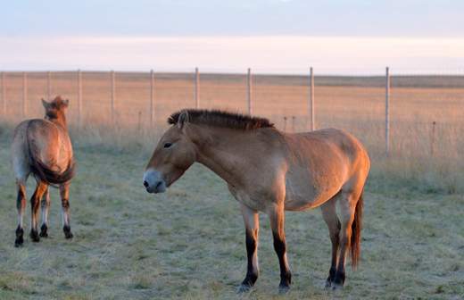 В заповедник «Оренбургский» доставят еще 10 лошадей Пржевальского