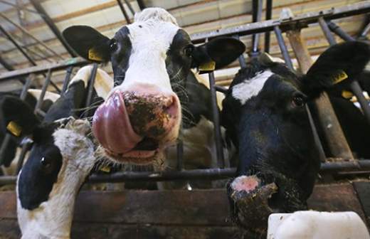 Фермеры составят конкуренцию агрохолдингам