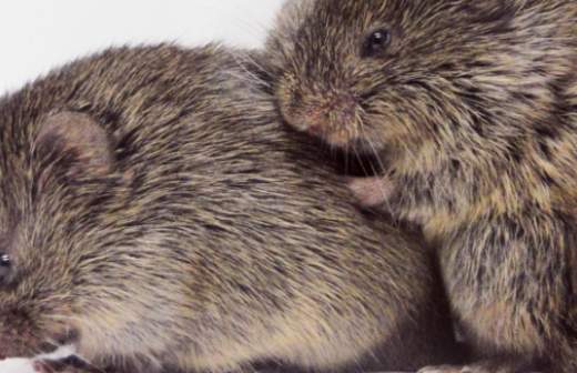 Мыши-полевки способны проявлять сострадание