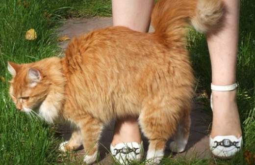 Российских котов-героев наградят специальной премией