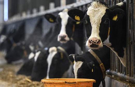Молоко лейкозных коров разрешат к продаже 