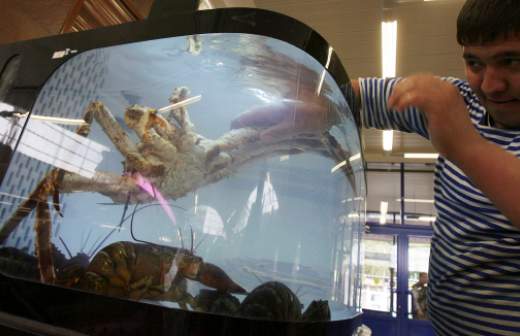 Краб может подешеветь на 50%