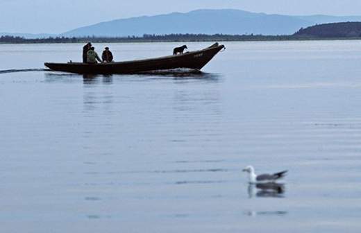 В 2017 году около 125 млн штук молоди омуля выпустят в Байкал 