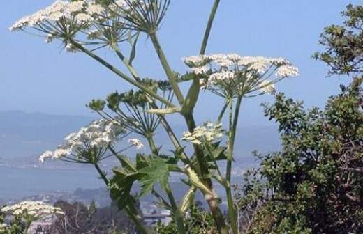 Десятки миллионов на борьбу с борщевиком