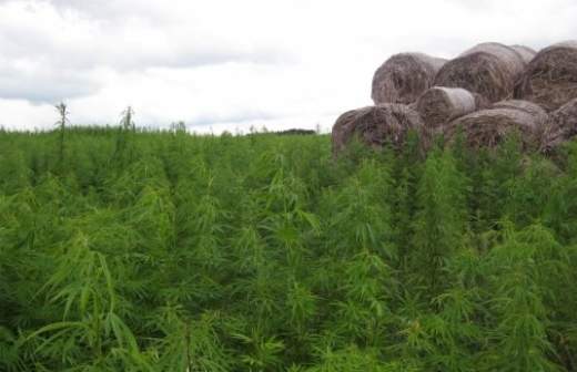 Агентство стратегических инициатив поддержит «оборонку» коноплей