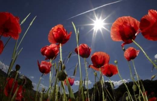 В России будут выращивать безнаркотические коноплю и мак