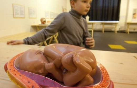  Закон о клеточных технологиях вторгается в область религии