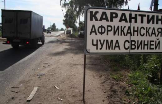 Африканская чума свиней доведет до уголовного дела