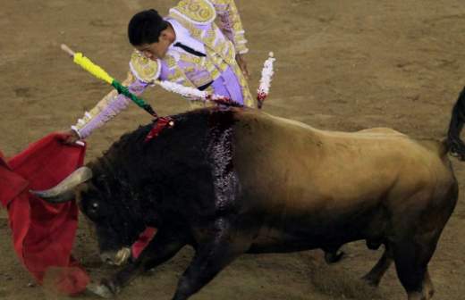 600 тыс. испанцев требуют возобновить бои быков