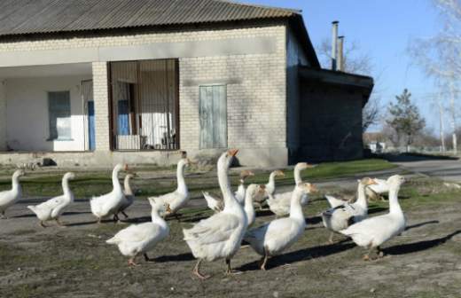 Подмосковные фермеры готовы заняться производством фуа-гра и хамона