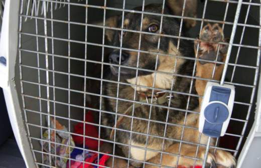 Полиция просит ужесточить статью за живодерство