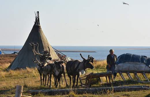 Томские ученые предлагают создавать в сибирской Арктике зеленые оазисы