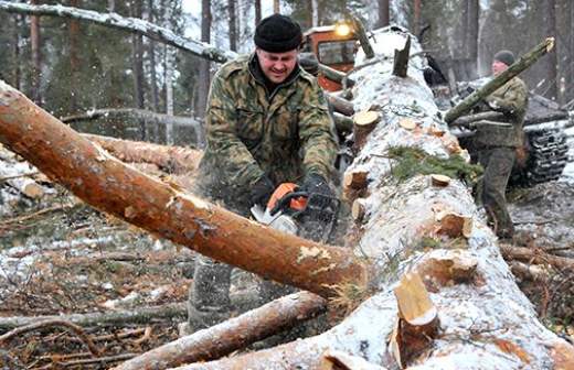 СП недосчиталась лесников