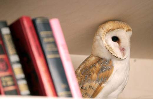 Учебники магии приравняли к порнографии