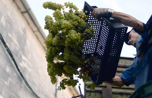 Домашнее вино легализуют