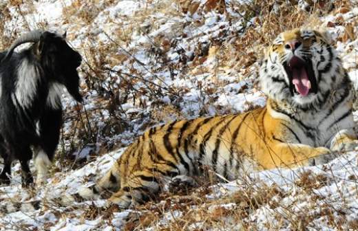 Козел Тимур и тигр Амур станут героями детских книг