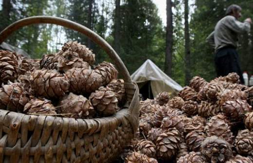 Кедровые орехи и грибы из Сибири будут поставлять в Белоруссию