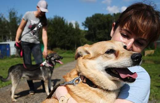 Собак научили определять наличие онкологии у людей