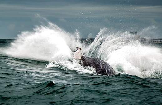 Киты, внесенные в Красную книгу, могут пострадать у берегов Сахалина