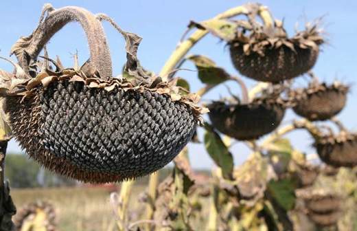 Поставки российских семечек в ЕС достигли десятилетнего максимума