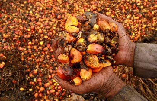 Компания Nestle не хочет раскрывать долю пальмового масла