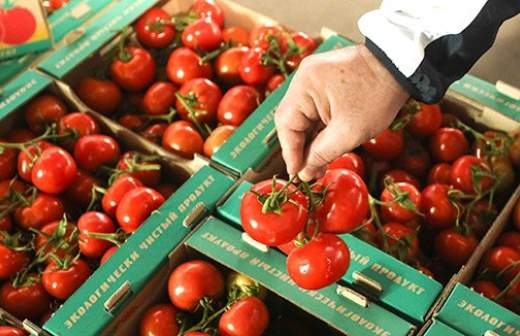 Первый урожай помидоров собрали в Якутии в районе вечной мерзлоты