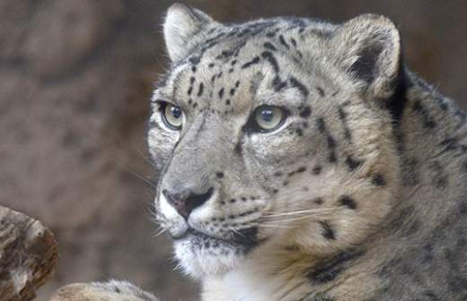 Снежных барсов посчитают на территории всей Сибири