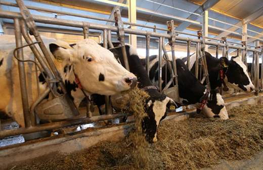 Минэк выступило против маркировки скота и домашних животных