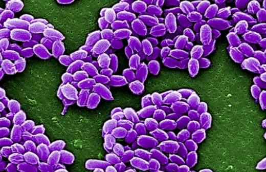 США завозили в Южную Корею споры сибирской язвы и чумы