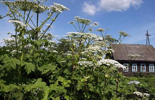 Чиновники будут бороться не с борщевиком, а с землевладельцами